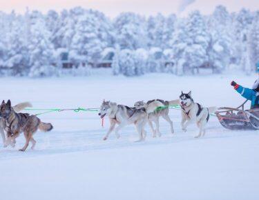 finlandia-lapponia-wilderness-hotel-husky-safari-04-blueberrytravel