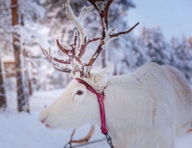 finlandia-lapponia-wilderness-hotel-renna-03-blueberrytravel