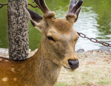 giappone-nara-0618-blueberrytravel-g-3