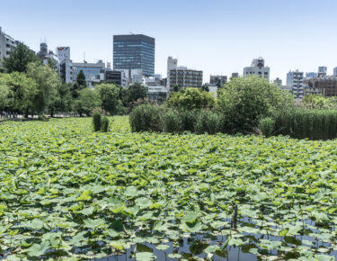 giappone-tokyo-0618-blueberrytravel-g-18