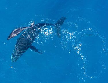 humpback-whales-kaikoura-blueberry