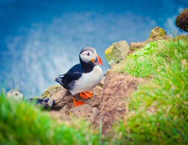 islanda-blueberry-travel (40)