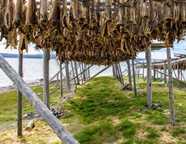 norvegia-lofoten-stoccafisso-01-blueberrytravel