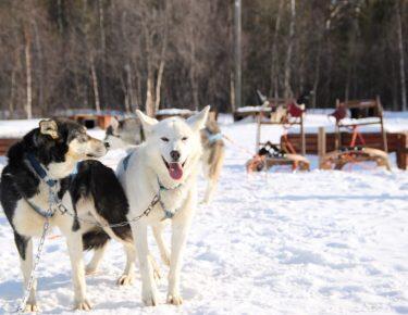 norvegia-tromso-husky-safari-blueberry-travel (20)