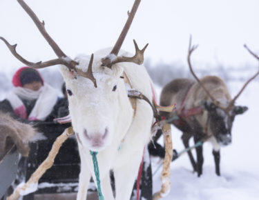 norvegia-tromso-renne-01-blueberrytravel