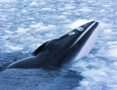 svalbard-balena-02-blueberrytravel