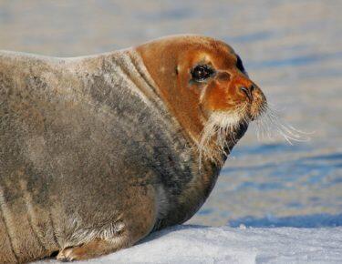 svalbard-foca-02-blueberrytravel