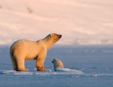 svalbard-orso-polare-02-blueberrytravel