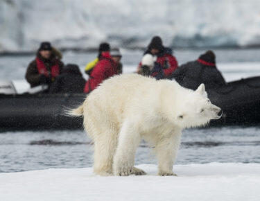 svalbard-orso-polare-03-blueberrytravel