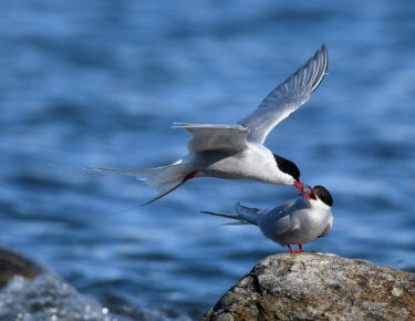 svalbard-sterne-artiche-01-blueberrytravel