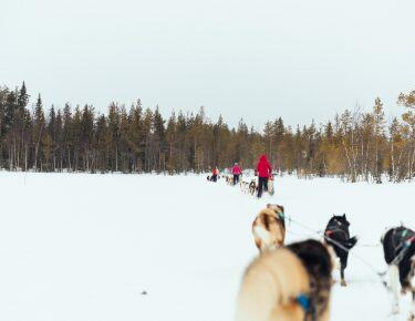 svezia-lapponia-husky-safari-blueberry-travel (13)