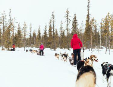 svezia-lapponia-husky-safari-blueberry-travel (16)