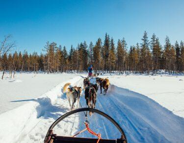 lapponia-husky-safari-blueberry-travel (3)