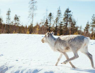 svezia-lapponia-renne-blueberry-travel (4)