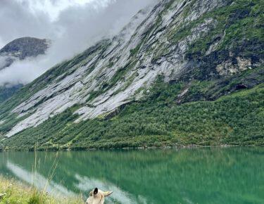 viaggio-norvegia-blueberry-fiordi (20)