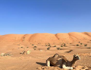 viaggio-oman-blueberry-travel (63)